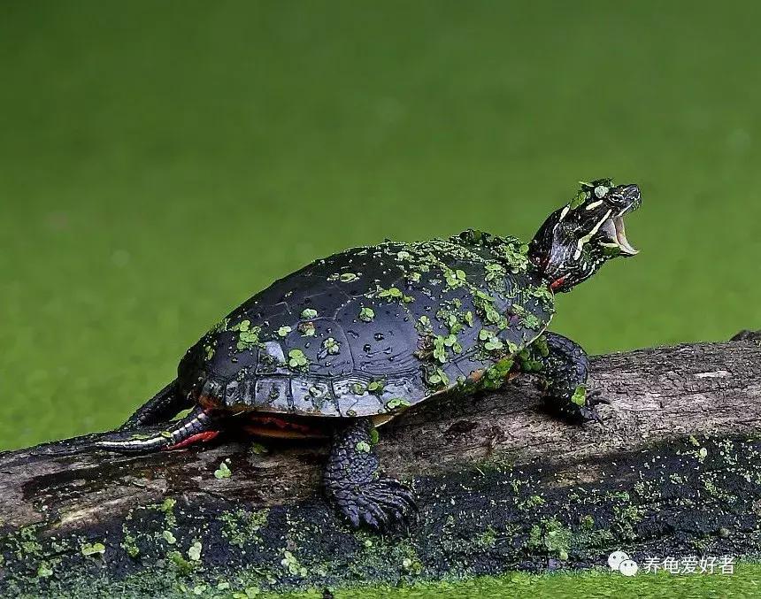 瑟瑟秋风之下，天气转凉，龟要怎样去照顾呢？