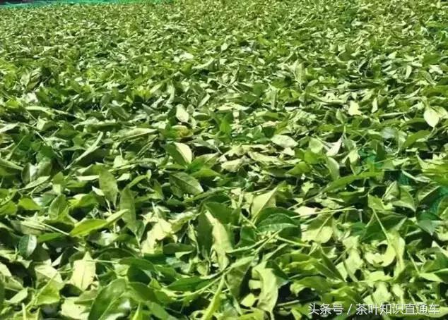 武夷岩茶圆形制茶机怎么用,岩茶制茶全过程