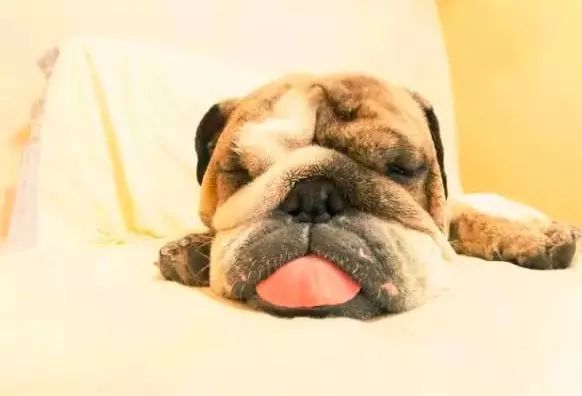 科学界公认狗狗致死9大杀手，你知道几个？