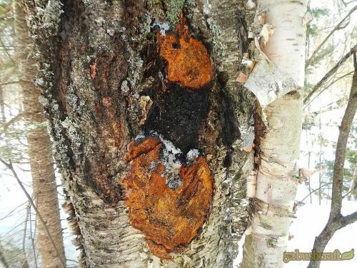 让我们一起了解白桦茸《免疫之星》《森林钻石》