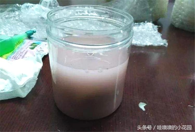 发财树掉枝,发财树搬到新家马上就黄叶了