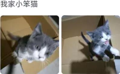 男朋友把猫打了一顿扔出去了,男朋友打我养的猫怎么办