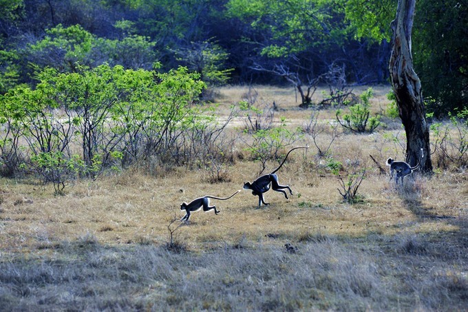 人文摄影斯里兰卡,锡兰风景