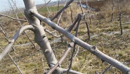 苹果树修剪什么叫三套枝修剪,苹果树修剪方法视频