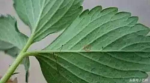 枇杷果实虫害防治及图谱,果树主要虫害识别与防治彩色图谱