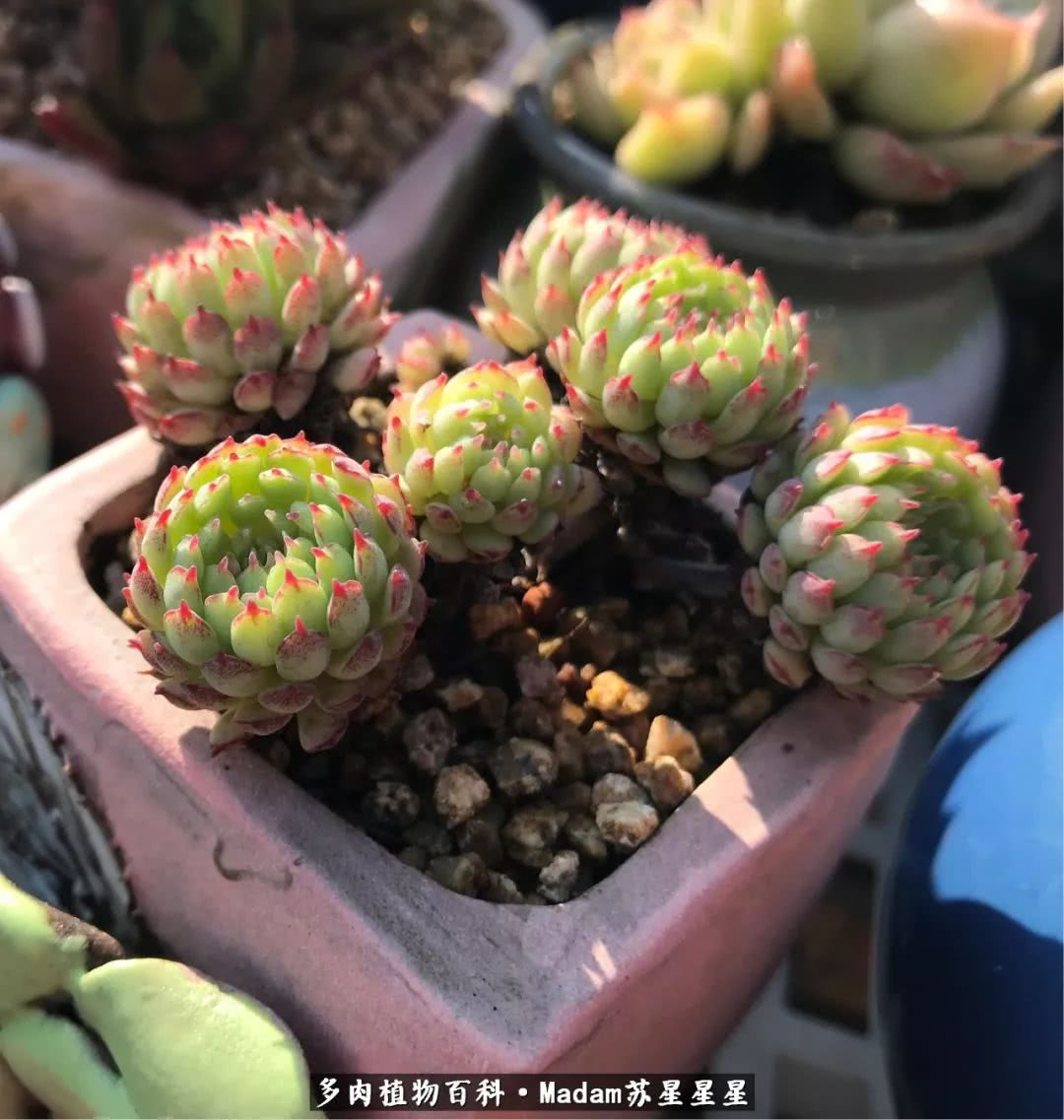 养多肉就是在不断折腾中寻找快乐,养多肉是我坚持做的最久的一件事