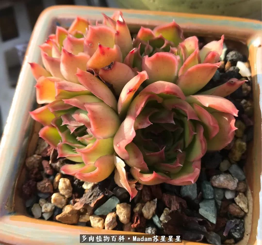 养多肉就是在不断折腾中寻找快乐,养多肉是我坚持做的最久的一件事