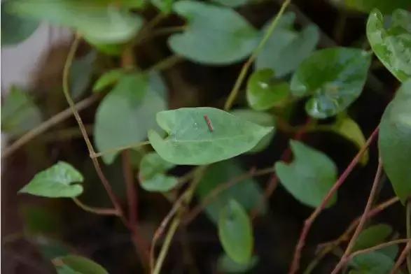 野菜功效,野菜功效介绍