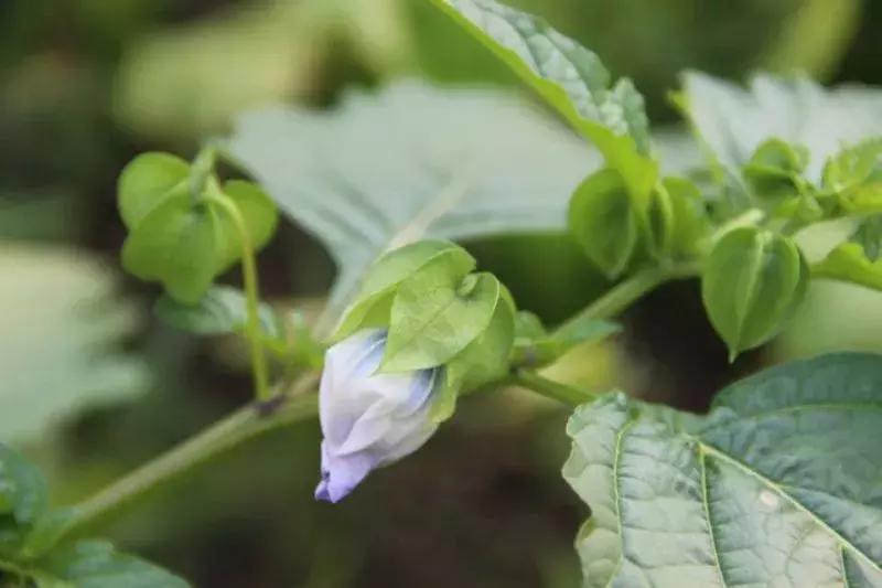 野菜功效,野菜功效介绍