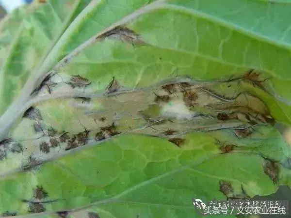 大白菜常见病害图谱,大白菜病害图解大全