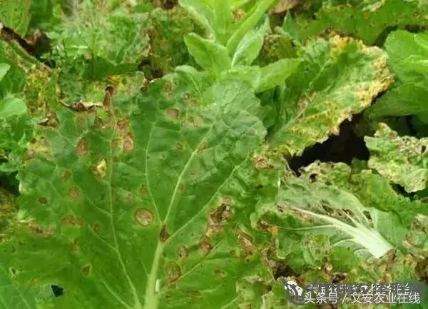 大白菜常见病害图谱,大白菜病害图解大全