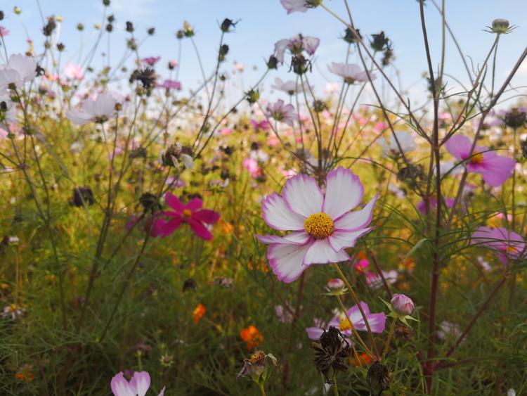 看看粉黛乱子草有多惊艳,粉黛乱子草被踩秃