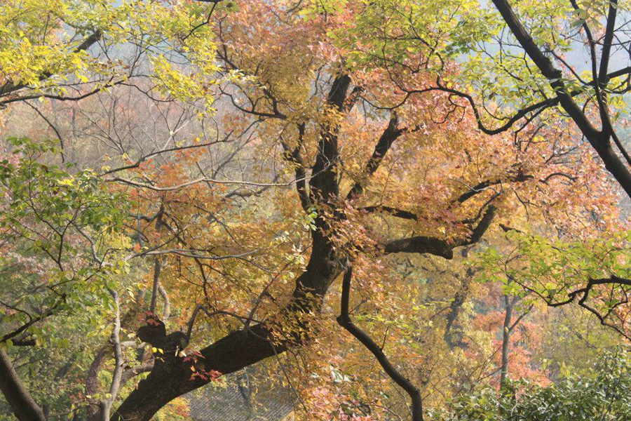 苏州天平山赏枫叶最佳地点,灵白线天平山全程路线详解