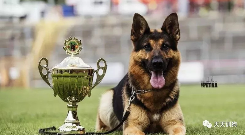分享一些训犬护主的小技巧,训犬护食纠正