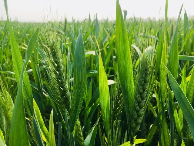 小麦一喷三防使用技巧,今年小麦一喷三防什么时间打最佳