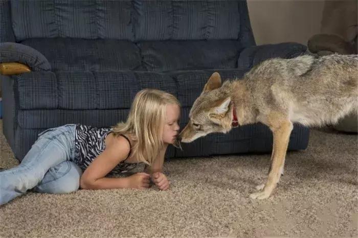 女孩收到父亲赠送的小奶狗，朝夕相处一年多，最后发现是野狼！