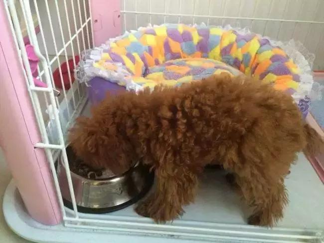 泰迪拒食,泰迪挑食不吃狗粮怎么办呢