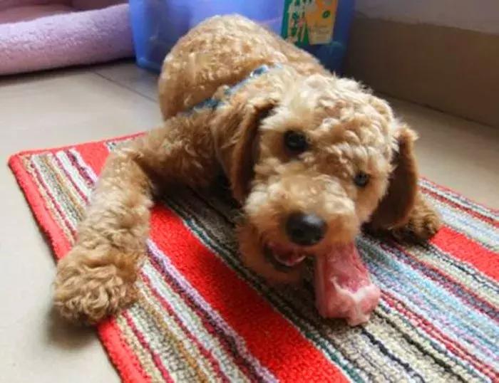 泰迪拒食,泰迪挑食不吃狗粮怎么办呢