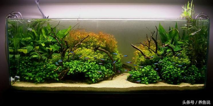 硝化细菌是不是水不循环就会死,硝化细菌怎么才能自然形成