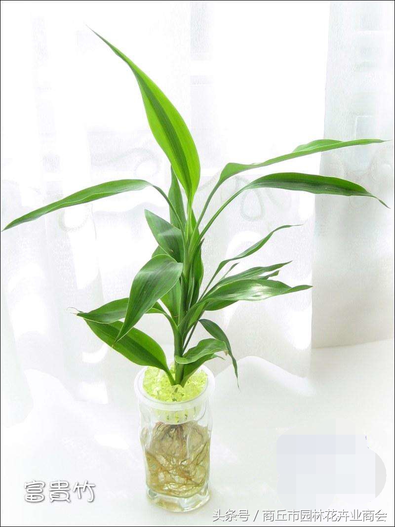 家里的富贵竹长得太高好不好,富贵竹一般养几支才吉利
