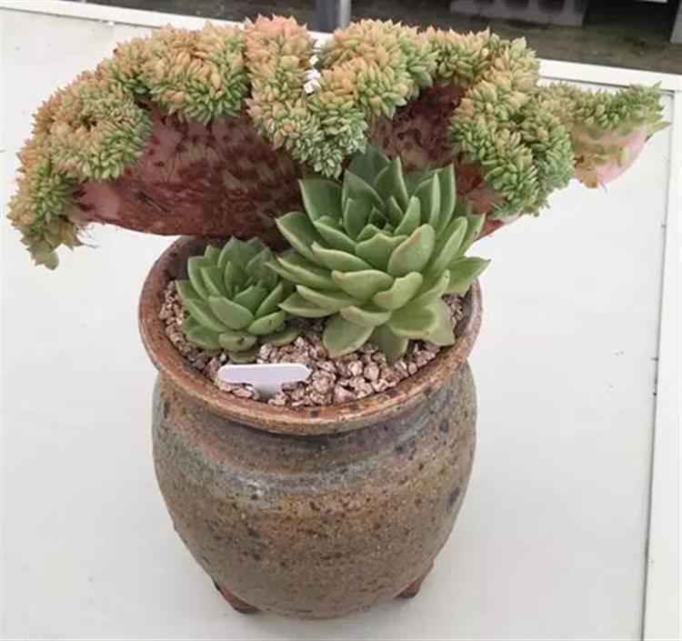 养成老桩最好看的多肉品种,多肉怎么养才能养成老桩盆景