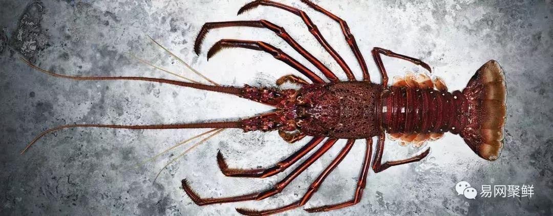 2023年澳洲龙虾进口最新政策,中国停止进口澳洲龙虾了吗