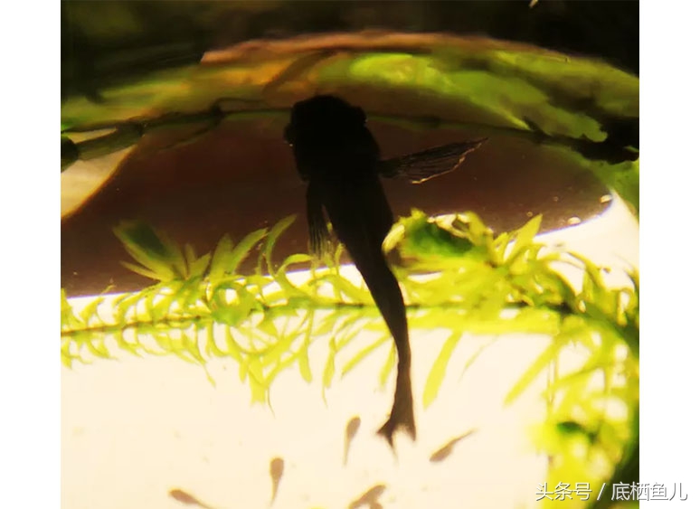 鱼缸有过滤系统为什么水还浑,解决鱼缸水浑最好办法