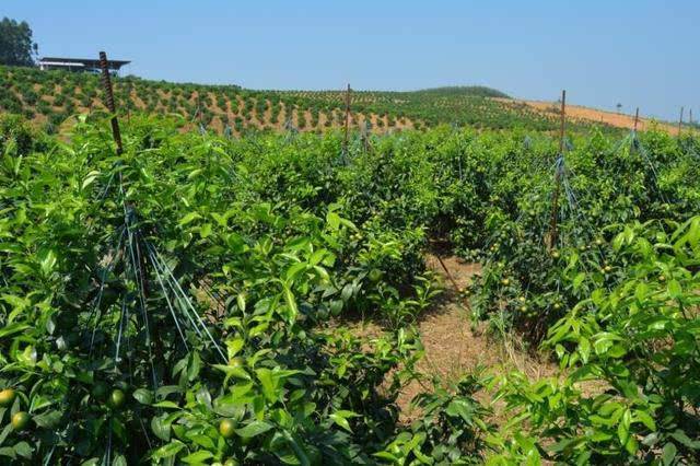 沃柑溃疡病的防治技巧,沃柑溃疡病的最佳防治方案