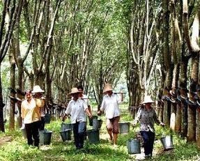 泰国天然乳胶枕头学生儿童橡胶枕,泰国乳胶枕头原装进口成人枕芯