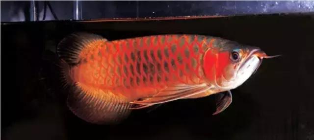 榫欓奔鑳￠』鎹熶激鎬庝箞澶勭悊,榫欓奔鎬庝箞闃叉鑳￠』鎹熶激