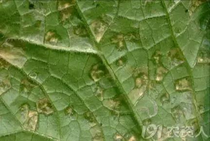 如何科学区分和防治黄瓜病害