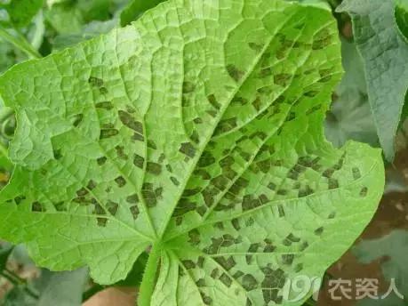 如何科学区分和防治黄瓜病害