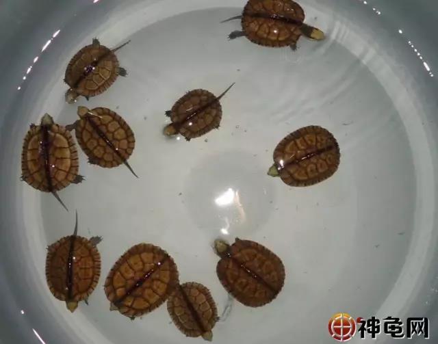 龟苗病,如何预防草龟苗应激