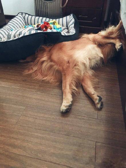 那些宠物的奇葩睡姿,最奇葩的宠物睡姿图