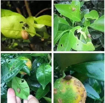 柑橘常见虫子有哪些,蜗牛危害柑橘是怎样的