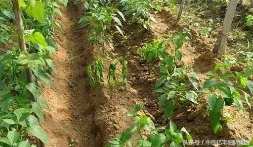 蔬菜浇水过多死苗怎么补救,蔬菜死苗腐烂用什么药