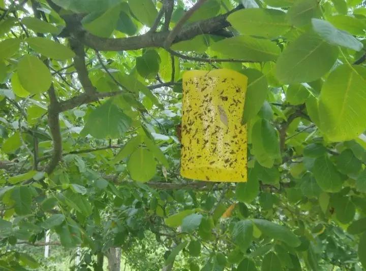 果树病虫害防治时间表,桃树休眠期病虫害防治