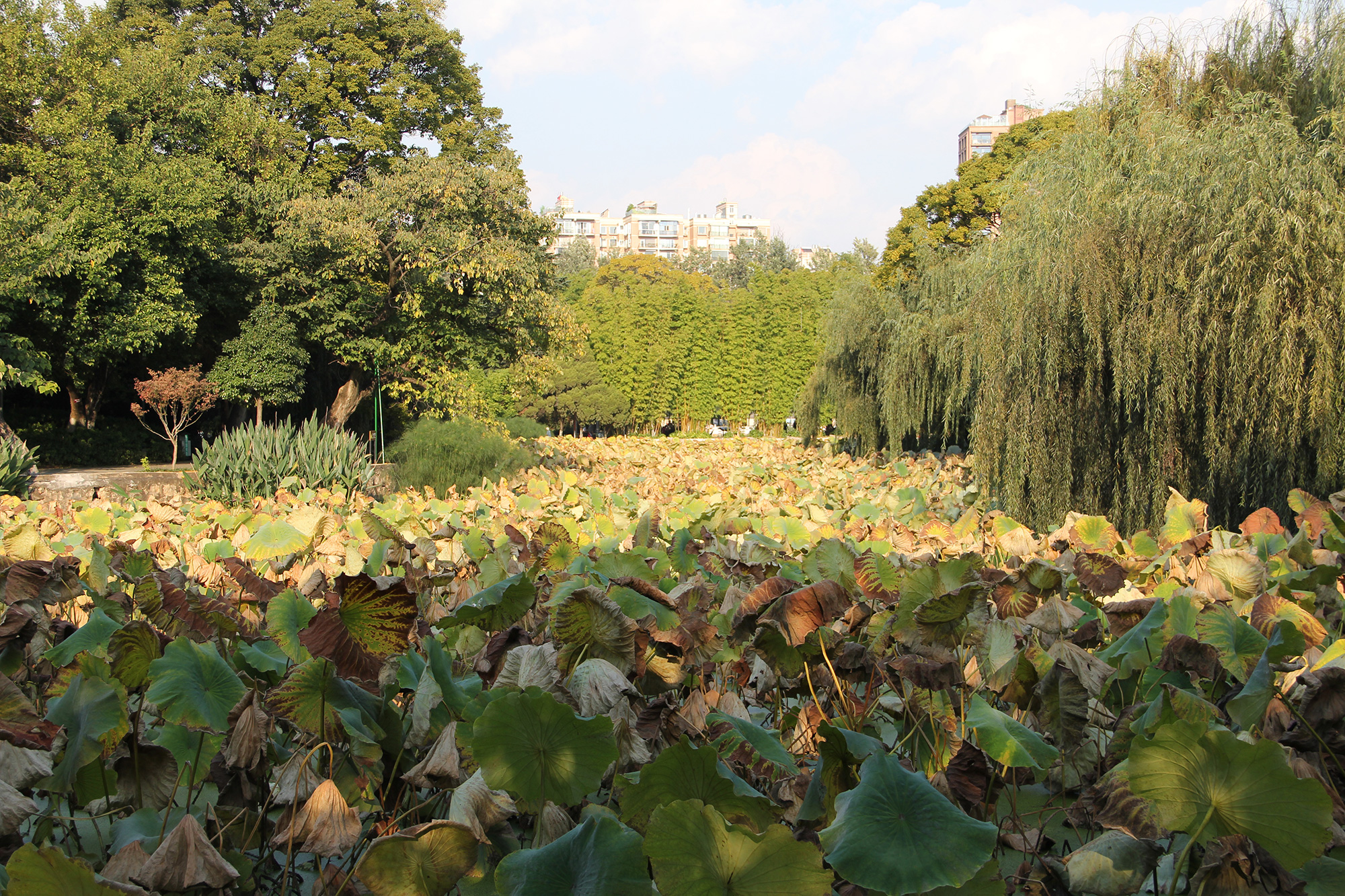 昆明翠湖公园照片,昆明翠湖公园简介资料
