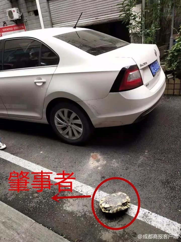 砰砰！从7楼坠下，将车顶砸出一个坑！它倒没事！