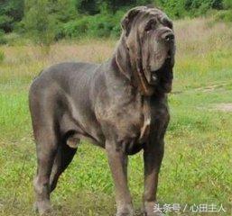 十大禁养猛犬排行,藏獒在世界十大猛犬的排名