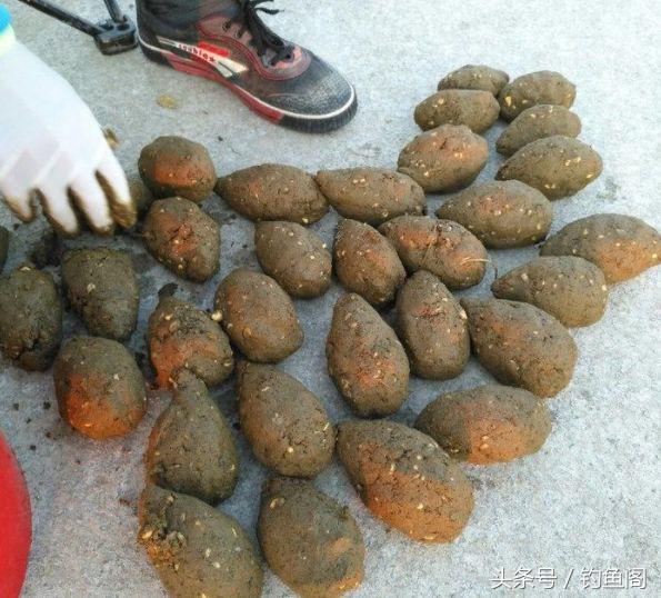 黑坑钓大青鱼巨青,30斤的青鱼算是巨青吗