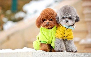 养宠物泰迪犬的正确饲养方法,家养泰迪的的生活习性