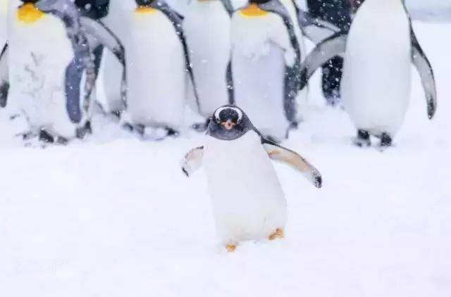 冬天去日本北海道的攻略,冬季日本北海道游记