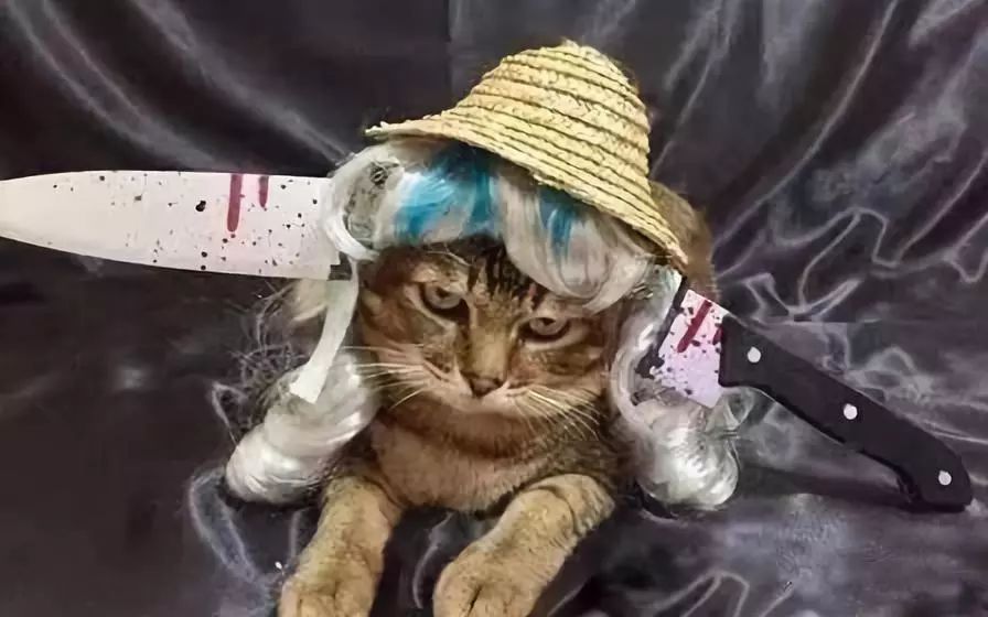 可爱猫咪万圣节,可爱的猫咪万圣节