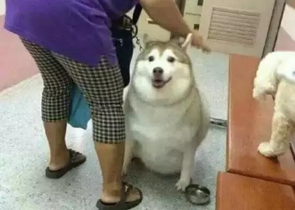 阿拉斯加肥胖的影响,阿拉斯加过于肥胖