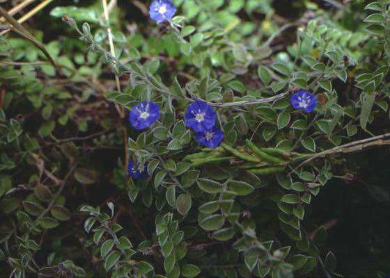 草药土丁,中药材山玉桂
