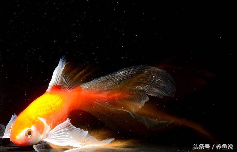 养鱼如何把鱼养好不用过滤器,新手养鱼入门鱼种观赏鱼