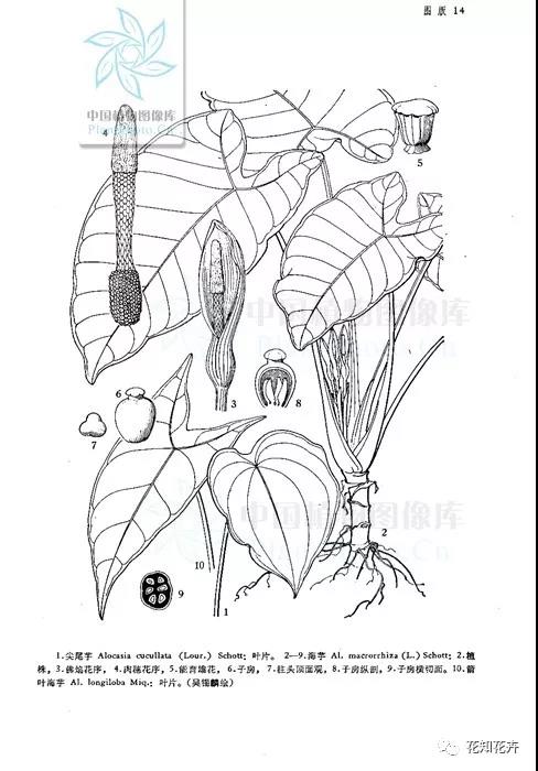 马蹄莲和海芋哪个贵,海芋和马蹄莲区别是什么