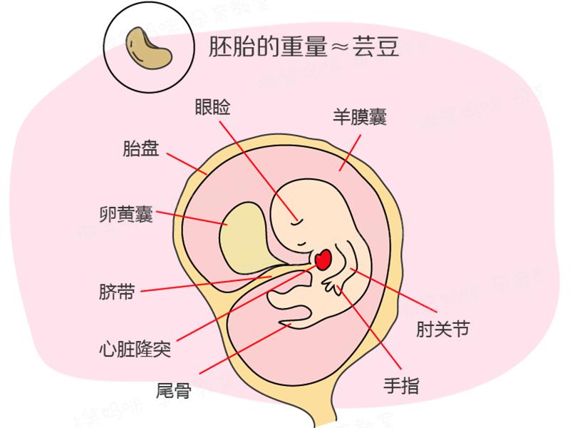 胎儿发育40周全过程注意事项,双胞胎胎儿发育40周全过程