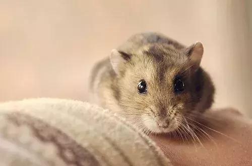 养仓鼠要陪仓鼠做什么准备,新手养仓鼠怎么让仓鼠上手不咬人